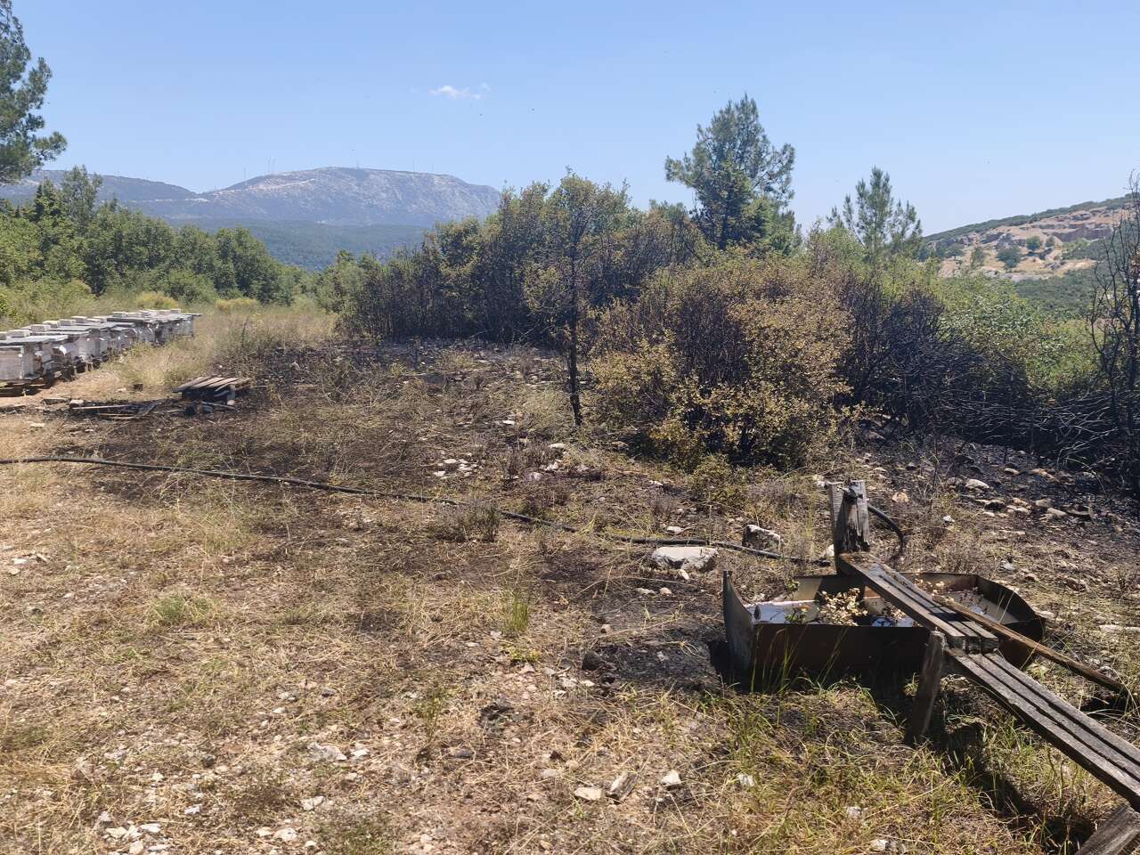 Muğla'da Orman Yangını Ekiplerin Hızlı Müdahalesi ile Söndürüldü 1