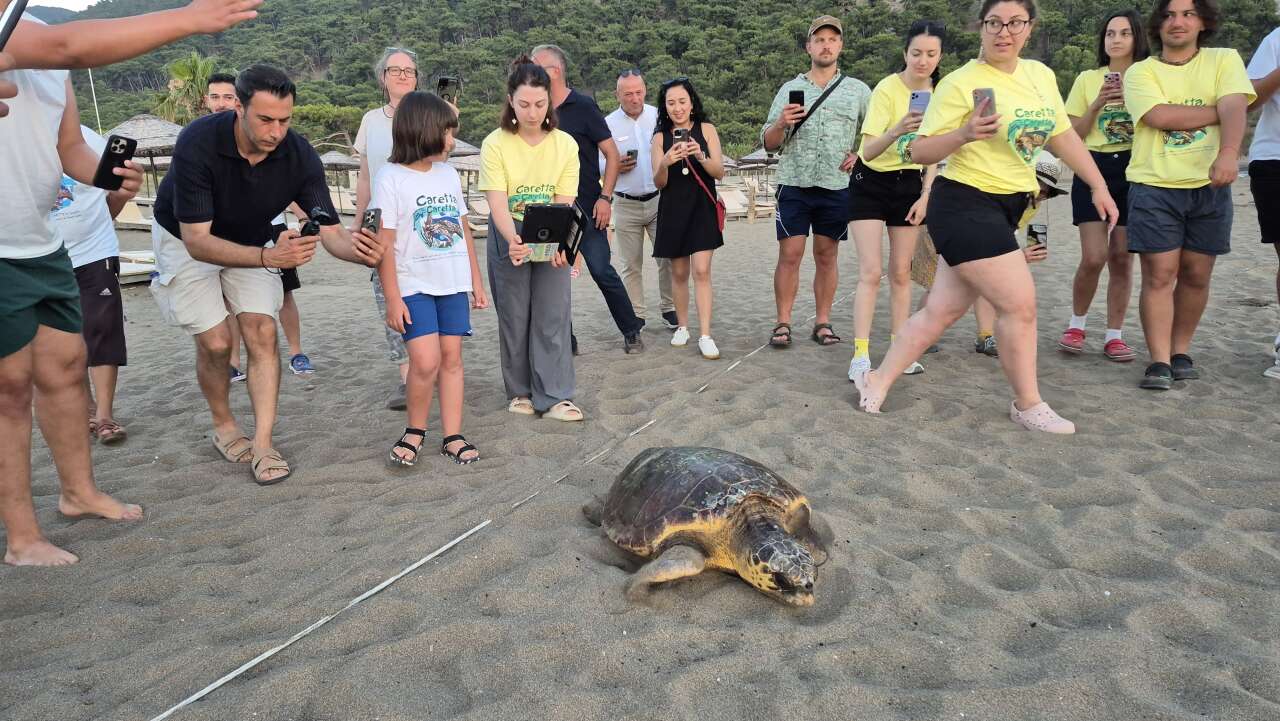 Muğla'da Tedavisi Tamamlanan Caretta Caretta "Şimşek" Yeniden Mavi Sularla Buluştu 2