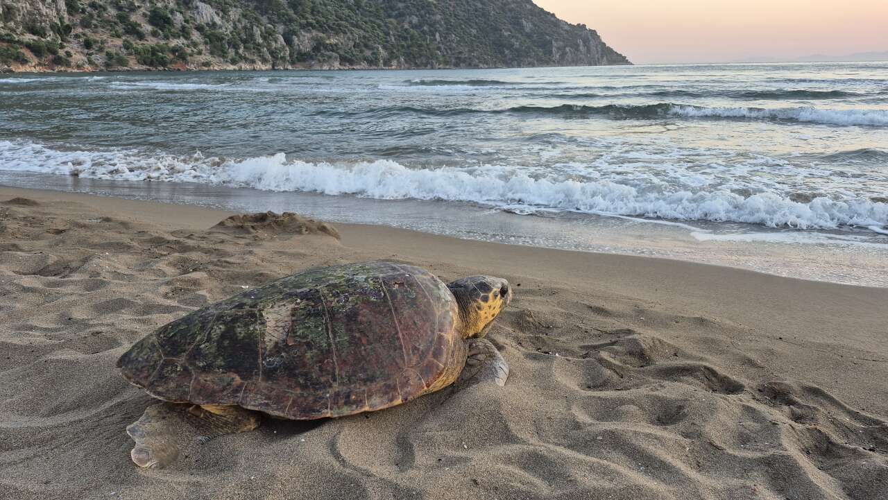 Muğla'da Tedavisi Tamamlanan Caretta Caretta "Şimşek" Yeniden Mavi Sularla Buluştu 1