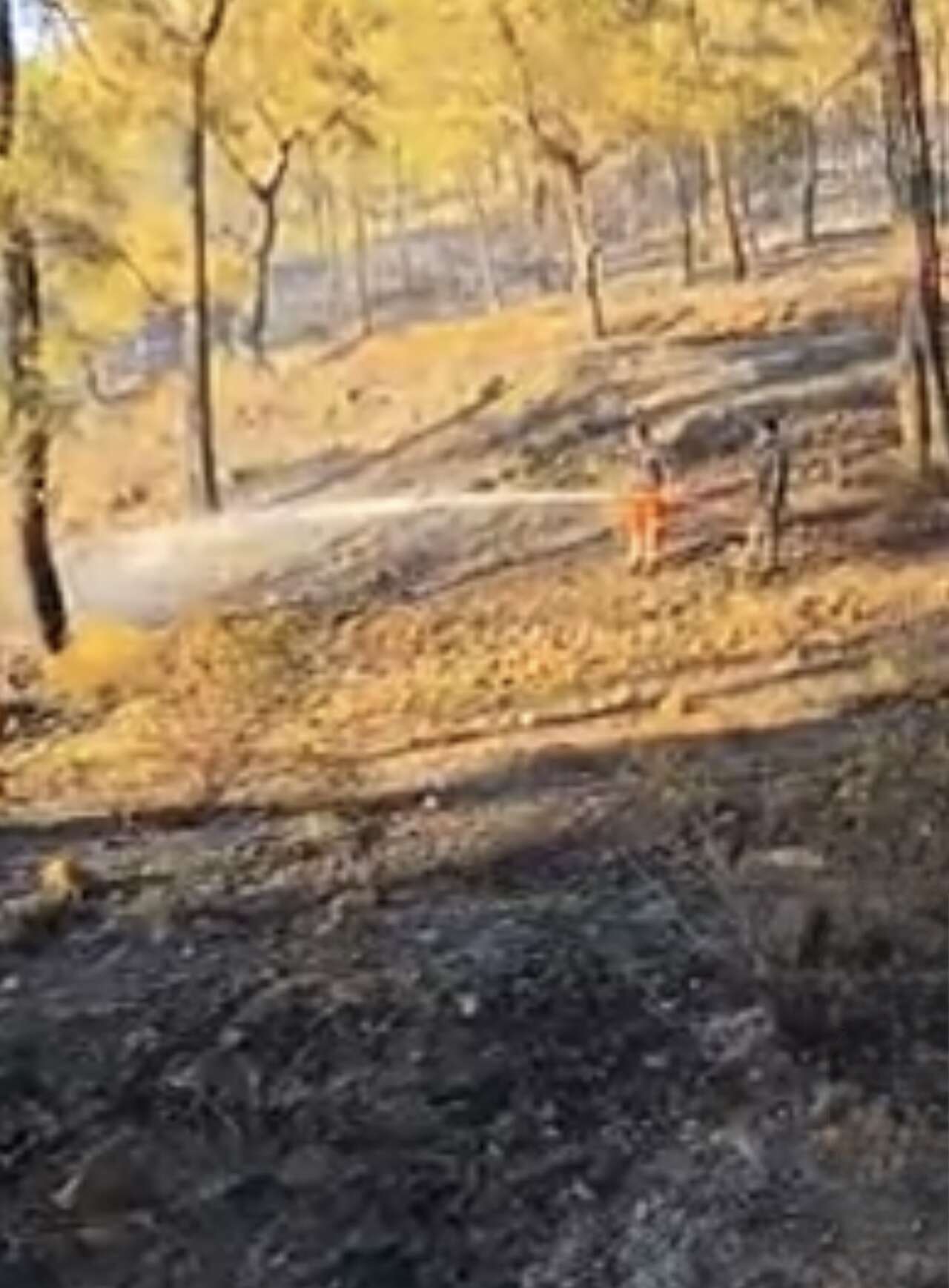 Muğla’da Orman Yangını Ekiplerin Yoğun Mücadelesiyle Kontrol Altına Alındı 3