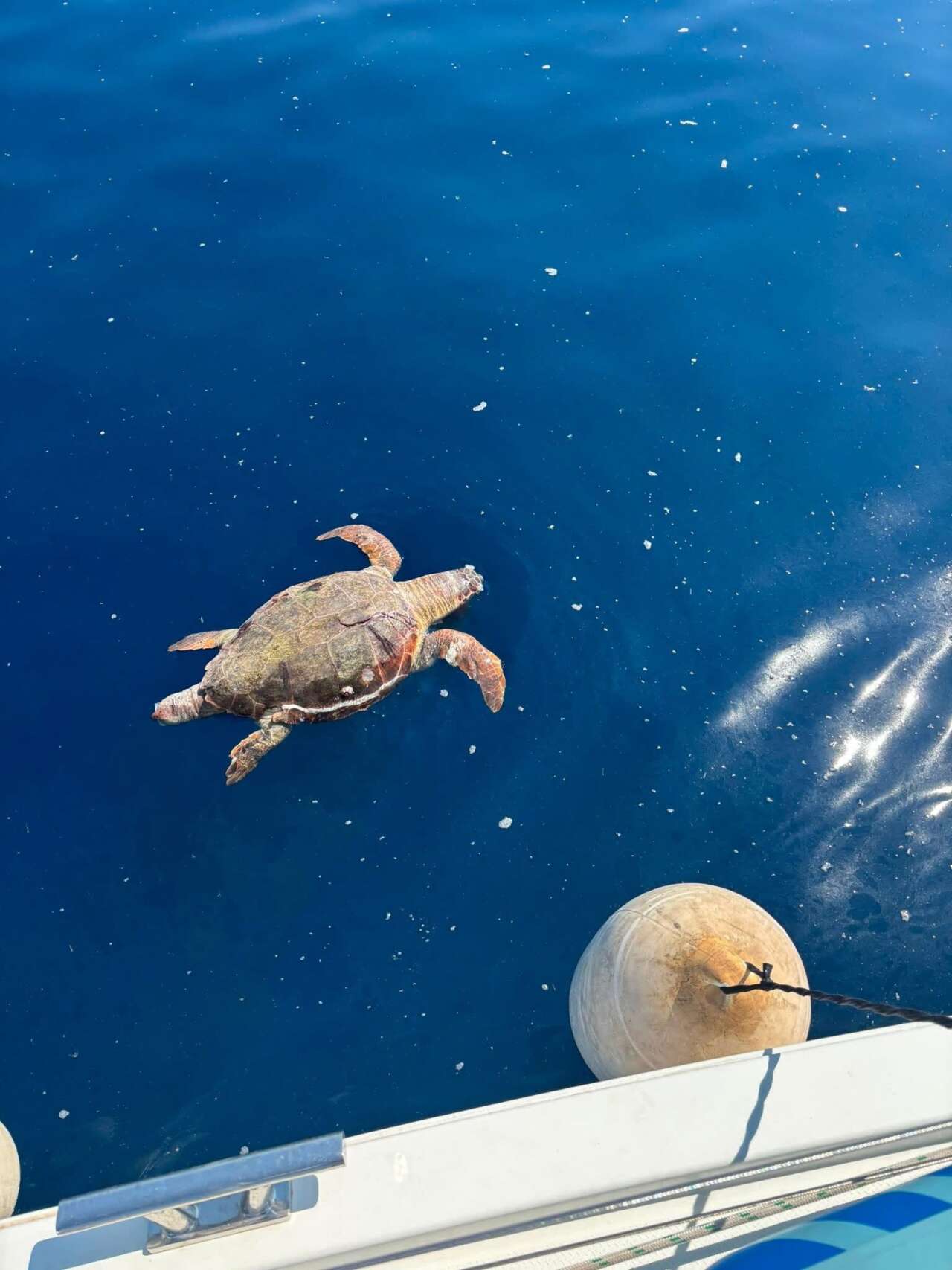 Fethiye Açıklarında Ölü Caretta Caretta Bulundu 1