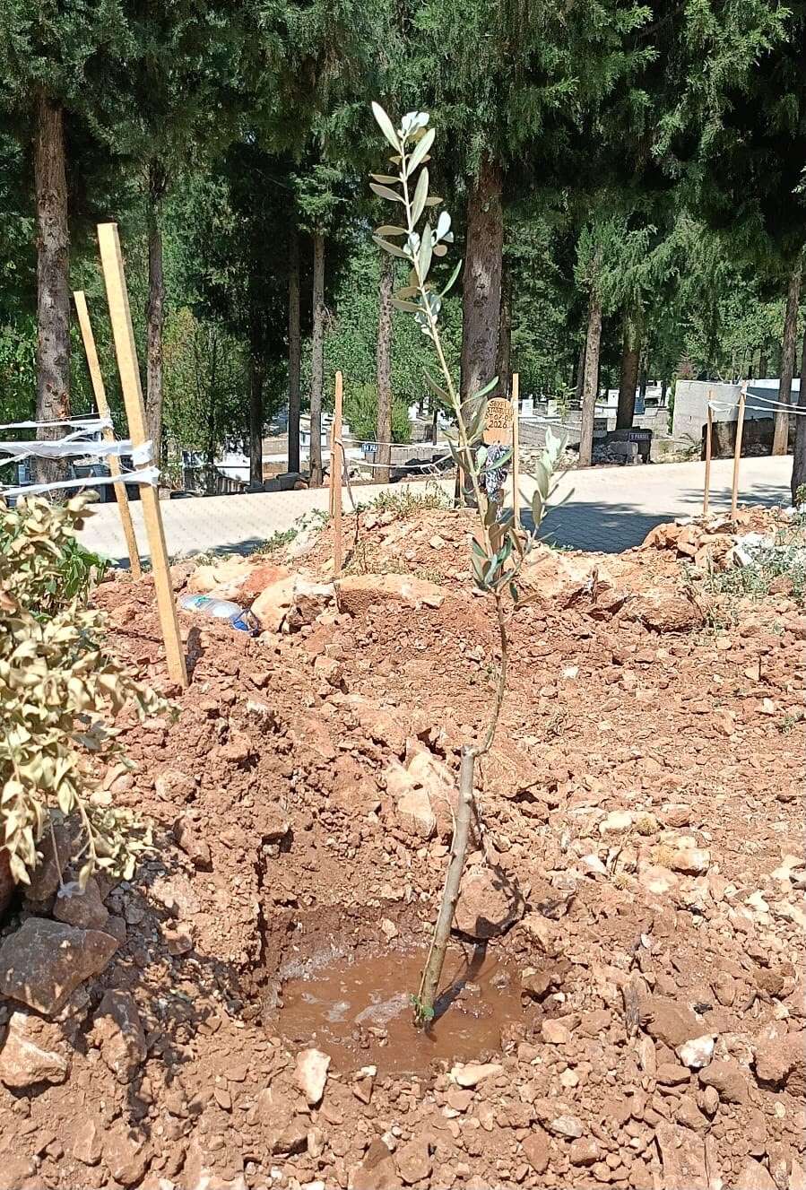 Muğla'da Sevil Işıker İçin Anlamlı Vefa: Mezarına Zeytin Ağaçları Dikildi 3