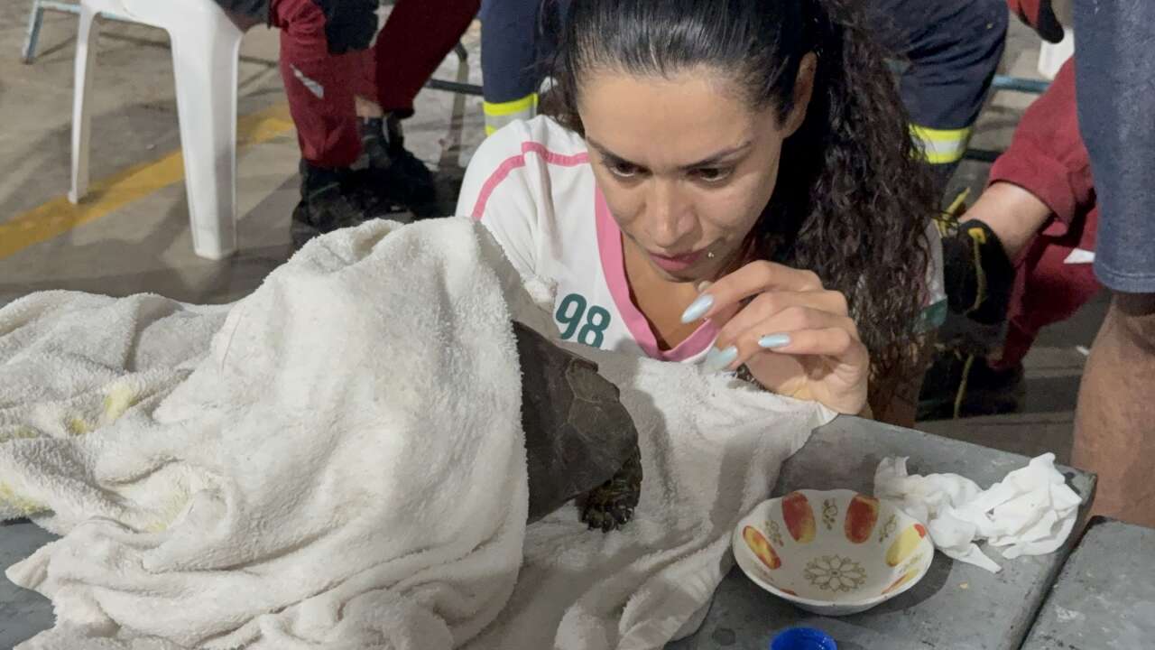 Yangının Ortasında Bulunan Yaralı Kaplumbağa Tedavi Altına Alındı 4