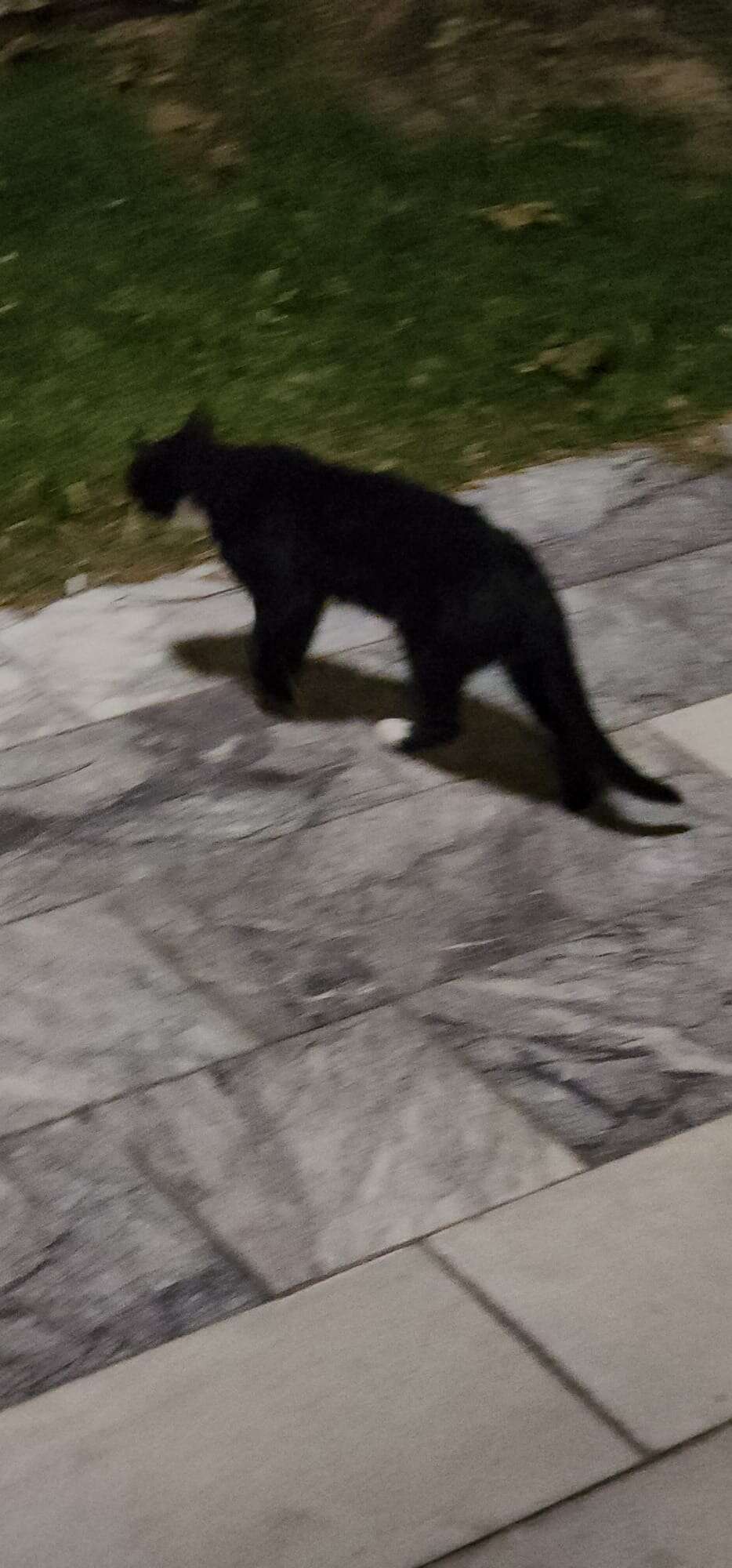 Muğla’da İtfaiyeden Kedi İçin İlginç Kurtarma Operasyonu, Telefonda Kedi Sesi Açıp Kurtardılar 3