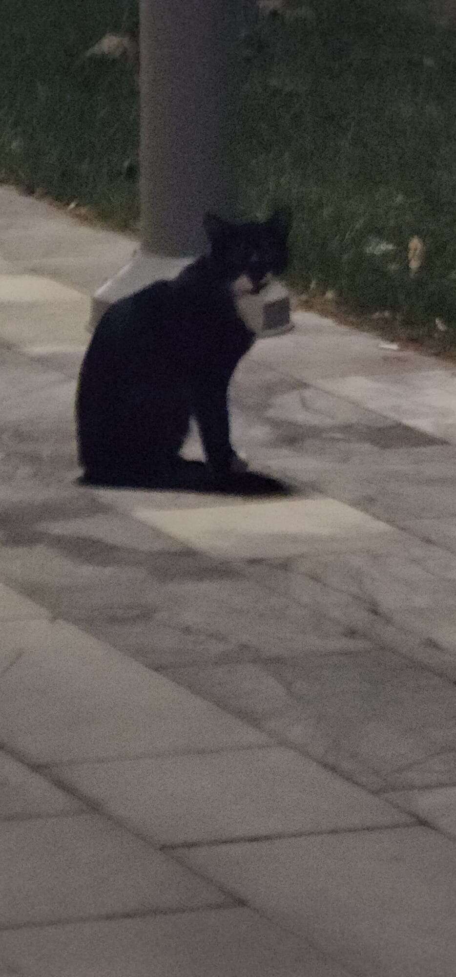 Muğla’da İtfaiyeden Kedi İçin İlginç Kurtarma Operasyonu, Telefonda Kedi Sesi Açıp Kurtardılar 1