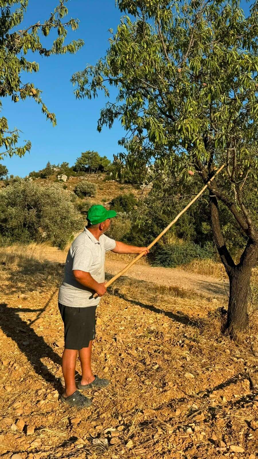 Datça'da Badem Hasadı Başladı 1