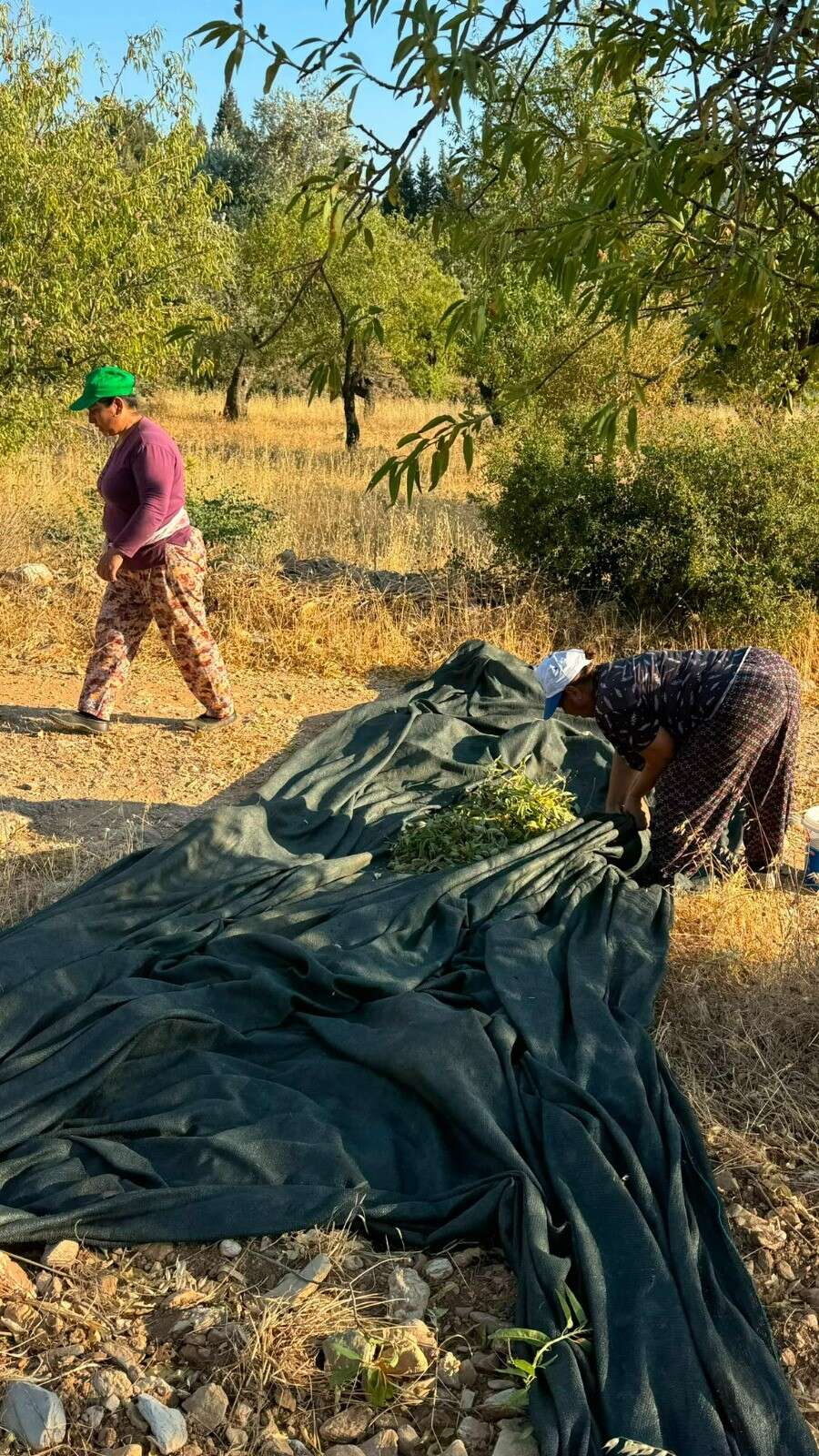 Datça'da Badem Hasadı Başladı 2
