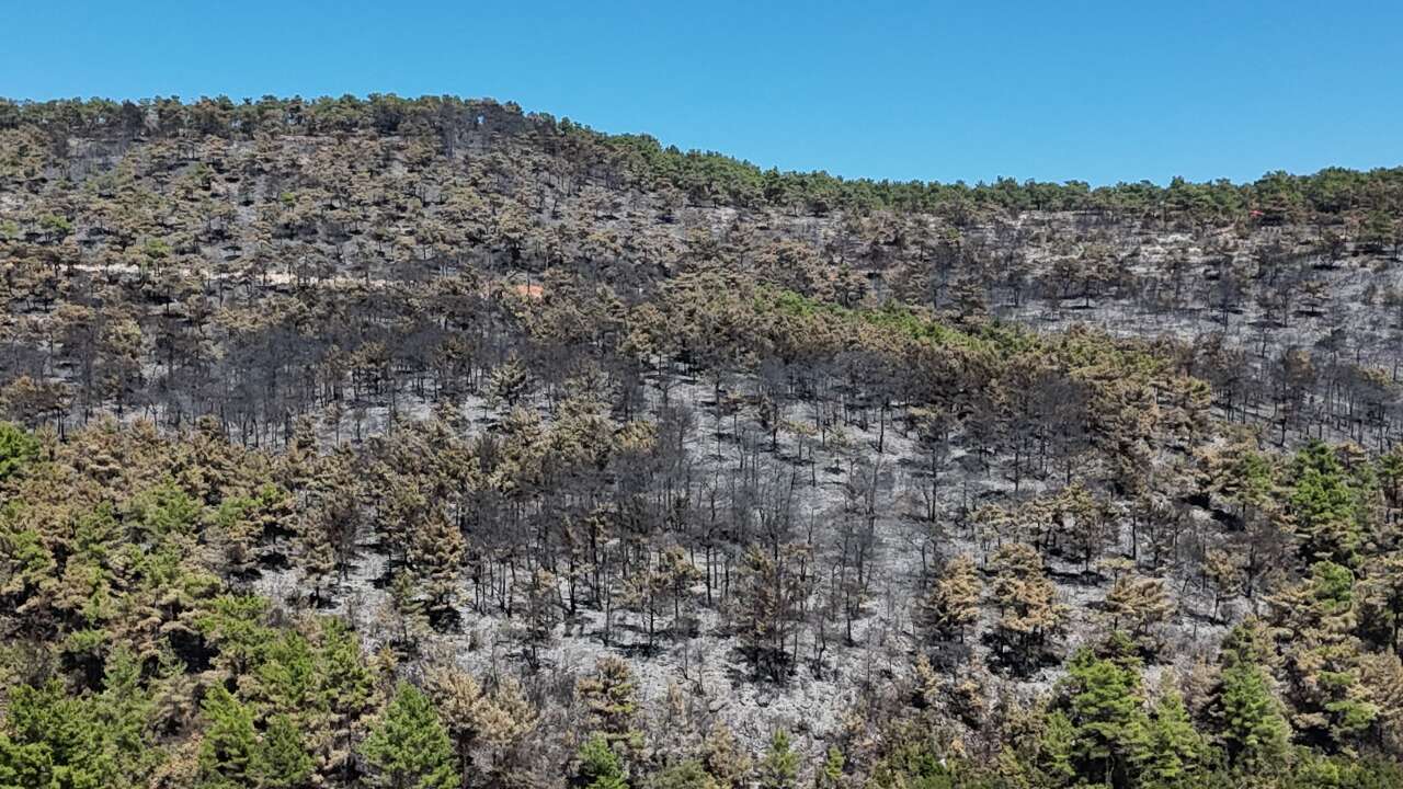 Muğla’da Yangının Ardından 150 Hektarlık Alan Kül Oldu 3