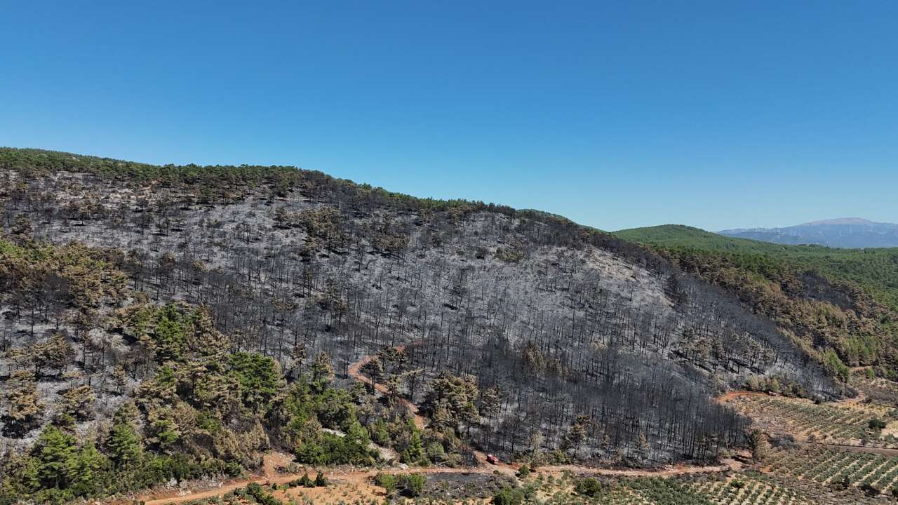 Muğla’da Yangının Ardından 150 Hektarlık Alan Kül Oldu 2