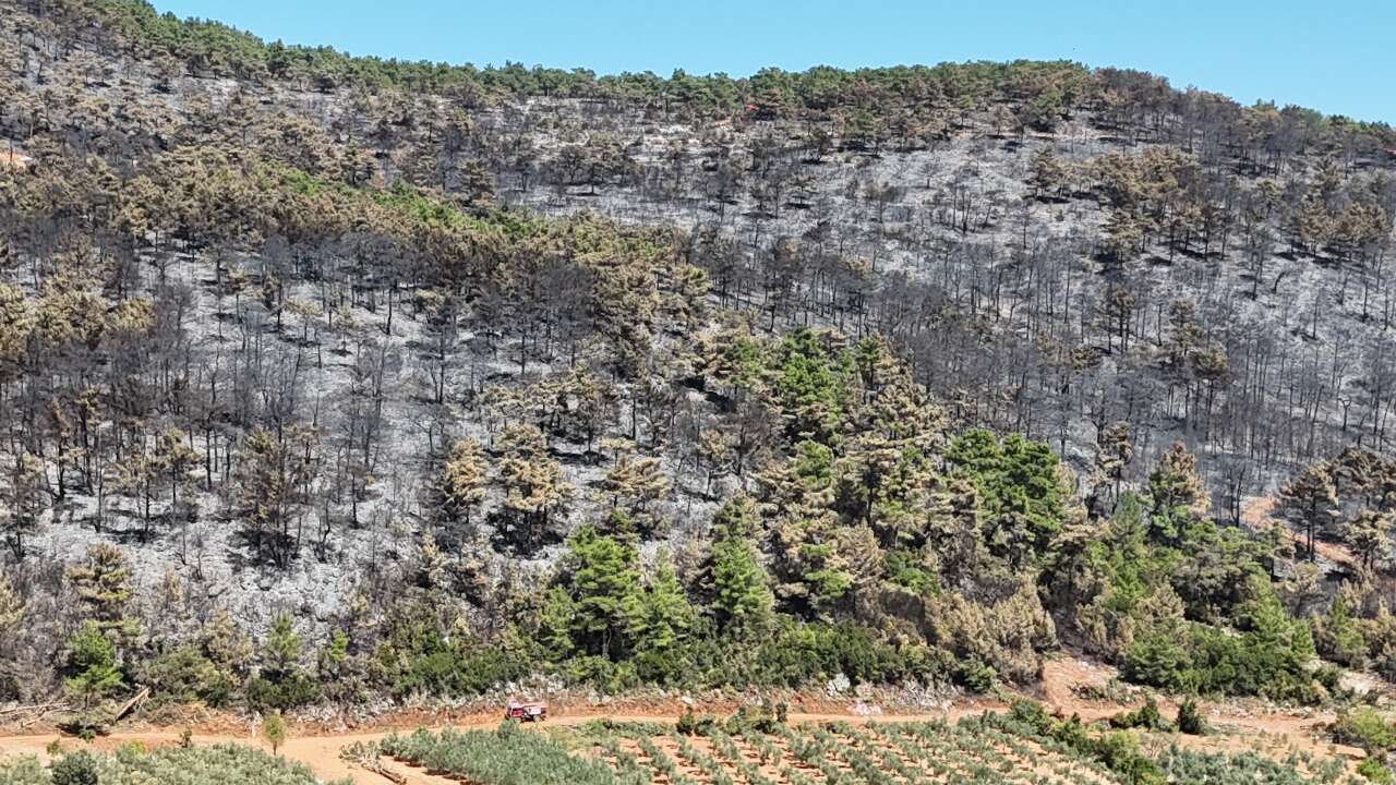 Muğla’da Yangının Ardından 150 Hektarlık Alan Kül Oldu 1