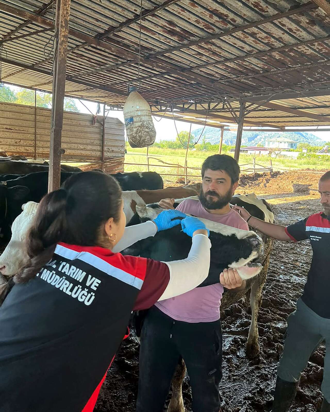 Muğla’da Hayvancılık İçin Önemli Adım 2