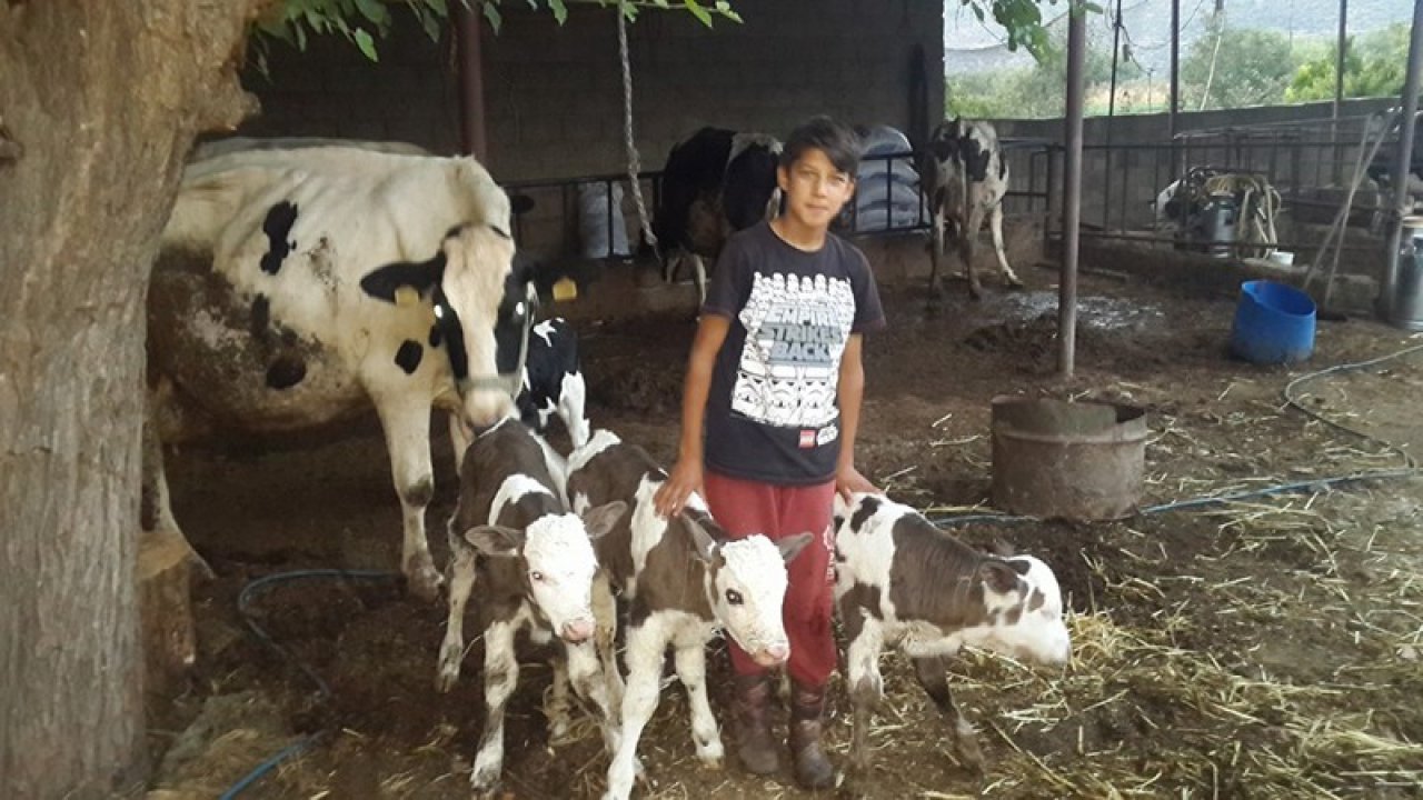 ÜÇÜZ BUZAĞI ŞAŞIRTTI