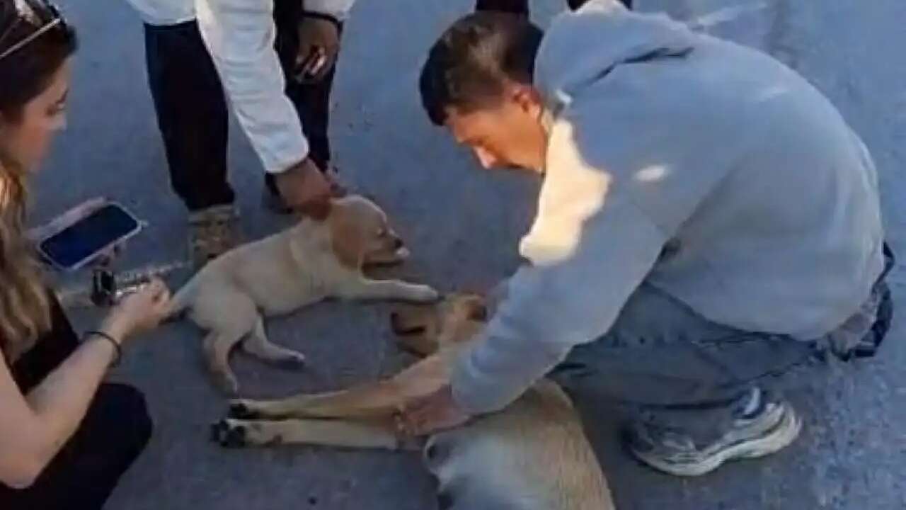 Muğla’da Yavru Köpek Yaralı Annesini Bir An Olsun Yalnız Bırakmadı