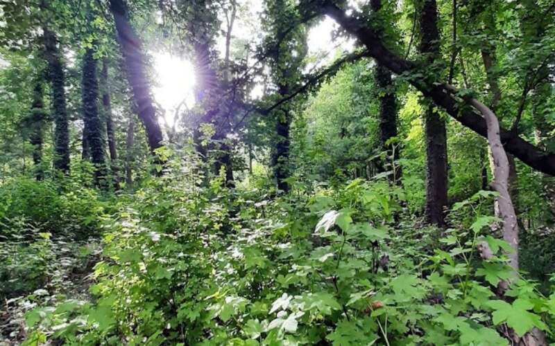 Köyceğiz’in Milyon Yıllık Hazinesi: Şifa Veren Sığla Ağaçları Zamana Direniyor