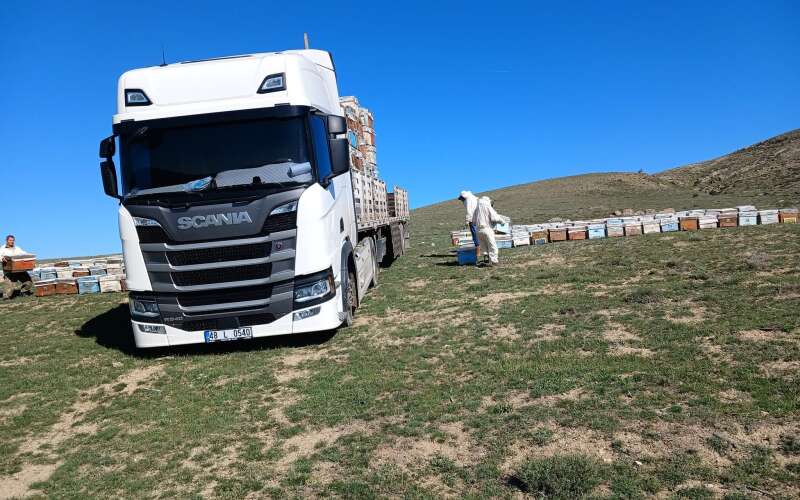 Muğla’dan  İç Anadolu’ya Arı Göçü Başladı: Çam Balında “Altın Yıl” Beklentisi