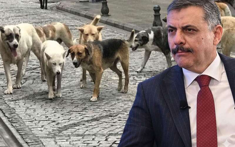 Sokak Hayvanları İçin Tarih Verildi: Eylül-Ekim İşaret Edildi