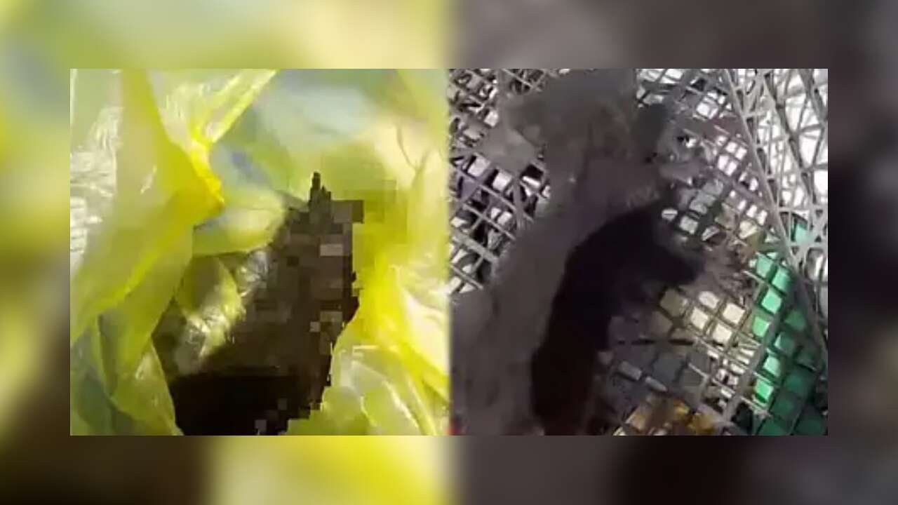 Muğla’da Yavru Kedileri Çöpe Attılar