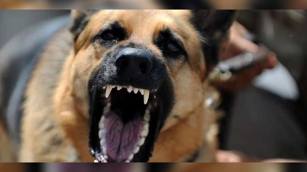 Sokak Köpeklerinin Tamamı Toplanacak, Tarih Açıklandı