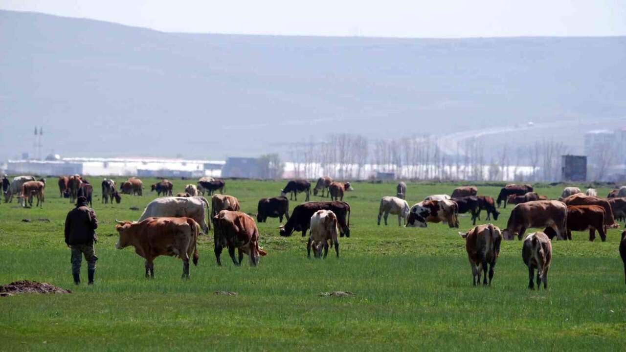Kurban Satışlarında Sosyal Medya Tuzağı: Hem Alıcı Hem Besici Hedefte