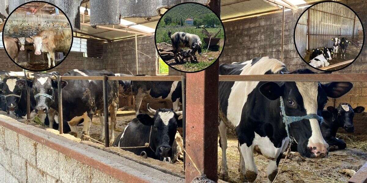 Menteşe’de 2026 Kurbanlık Fiyatları Belli Oldu