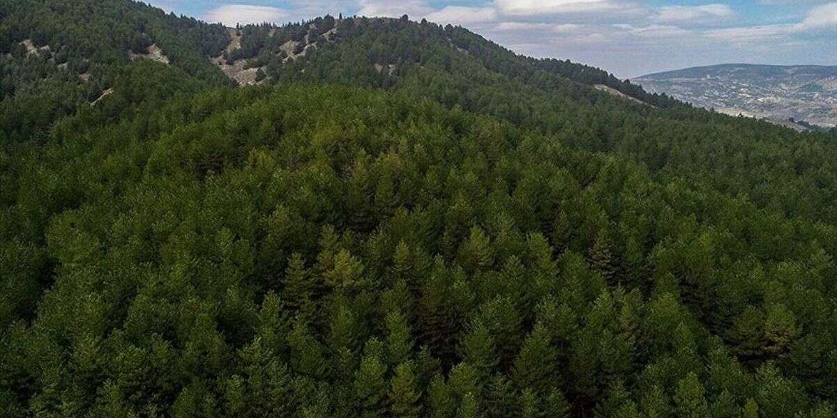 Muğla’da Bazı Alanlar Orman Sınırı Dışına Çıkarıldı