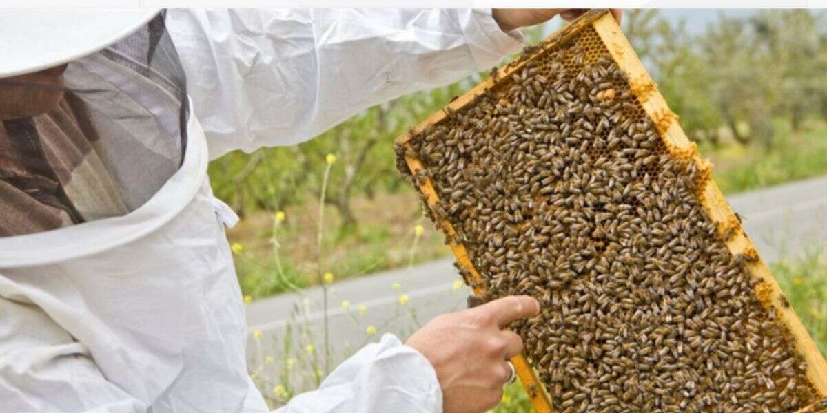 Muğla'lı Arıcılara Bakandan Destek Açıklaması