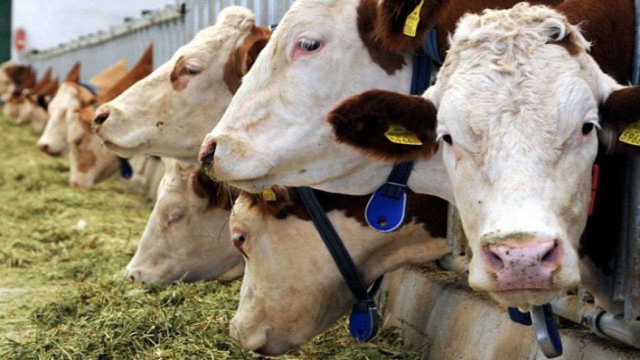 Muğla’nın ‘Hayvansal Üretim İstatistikleri’ açıklandı