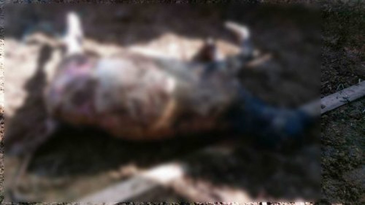 Ahırda yangın çıktı