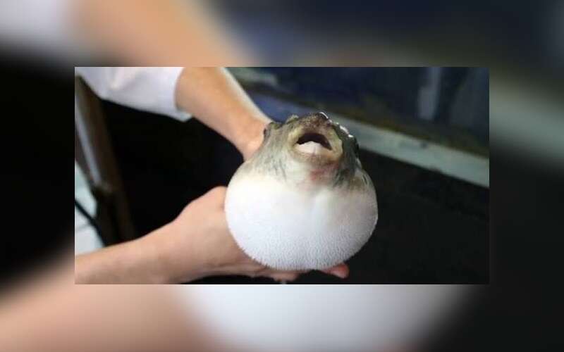 Muğla Kıyılarında Sessiz Tehlike: Balon Balığına Dikkat