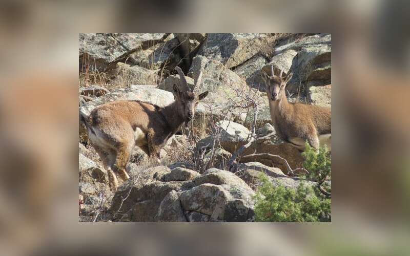 Fethiye Babadağ’da Yaban Hayatına Sıkı Koruma: Dağ Keçileri 24 Saat Kamerayla İzleniyor