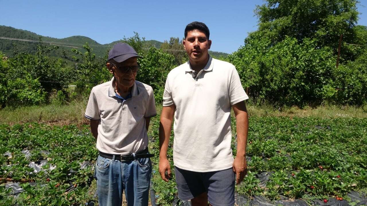 Marmaris'te Baba Oğulun Çilek Mesaisi