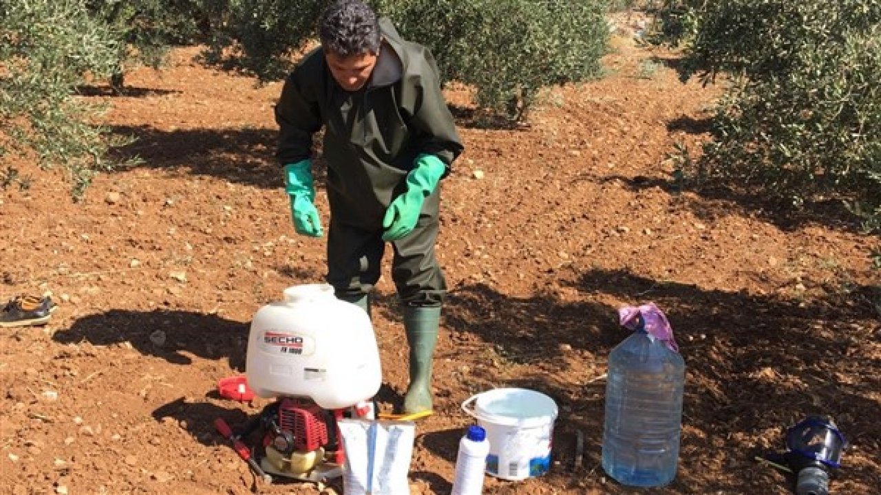 Zeytin Sineği Kısmi Dal İlaçlaması yapıldı