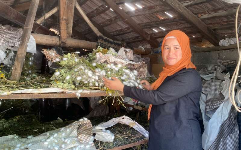 Muğla Köyceğiz’de Beyaz Altın Hasadı Başladı: Bir Böcekten Binlerce Metre İpek Çıkıyor