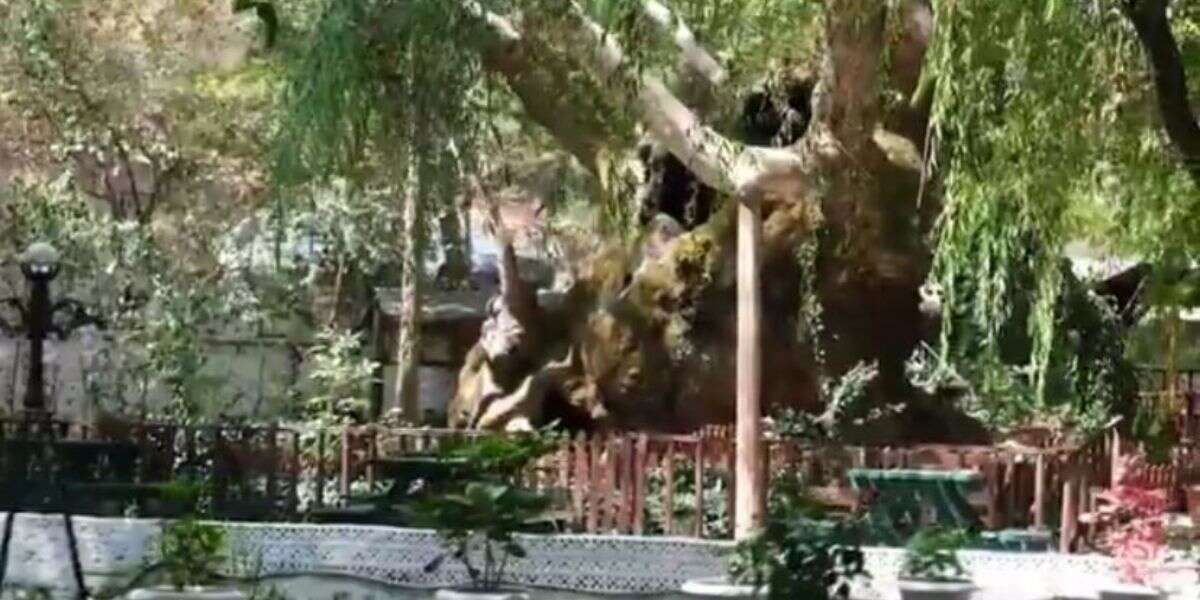 Muğla’nın Asırlık Çınarı Bakan Kurum’un Paylaşımıyla Gündemde