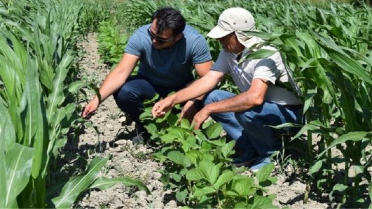 Yem bitkisi ekilişinde bir ilk