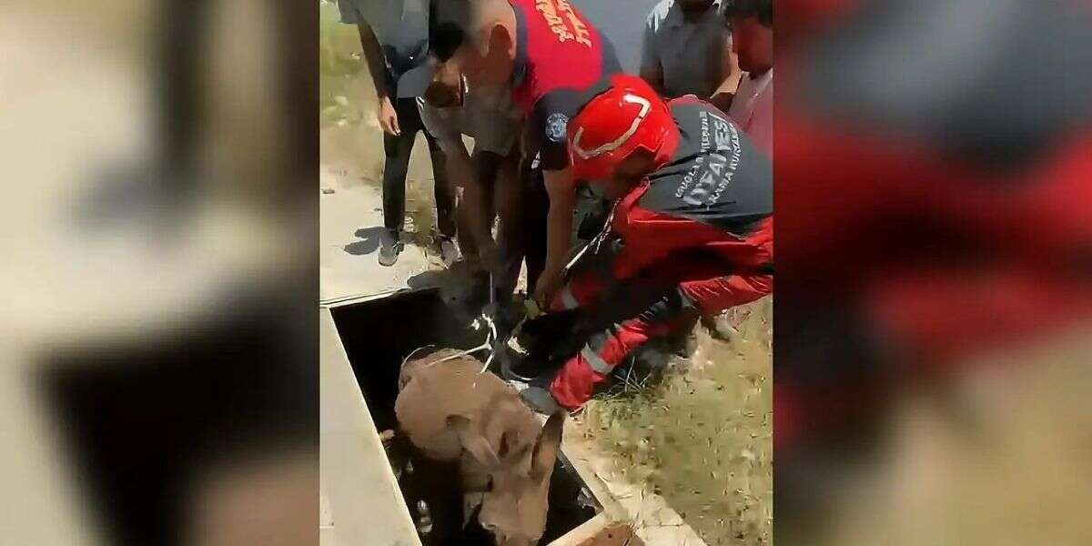 Muğla'da İtfaiyeden Eşek Kurtarma Operasyonu
