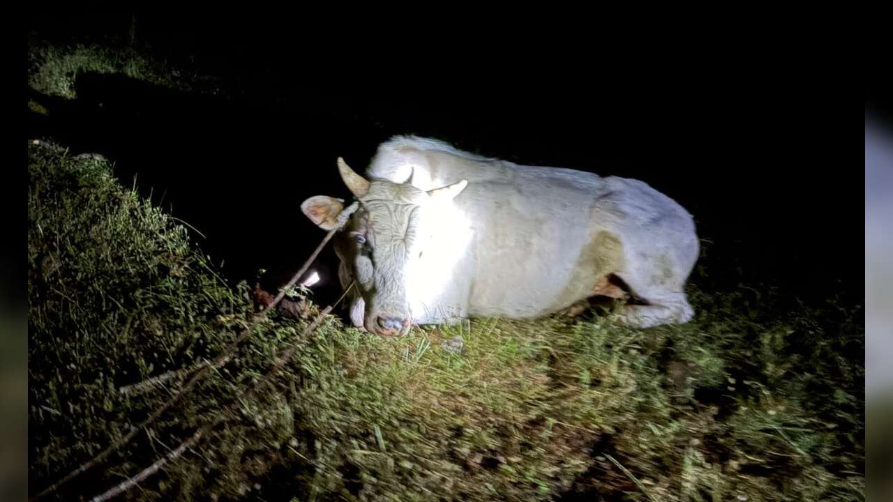 Milas’ta İnek Sil*hla Vurulmuş Halde Bulundu