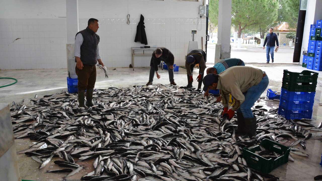 Muğla’dan 107 Milyon Dolarlık İhracat Başarısı