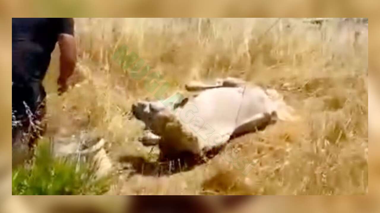 Muğla'da Vicdanları Yaralayan Görüntü: Atı Güneşin Altına Bağlayıp Gittiler