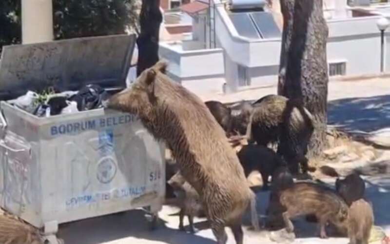 Turizm Cenneti Bodrum'da Yiyecek Arayan Domuzlar Şehir Merkezinde İndi