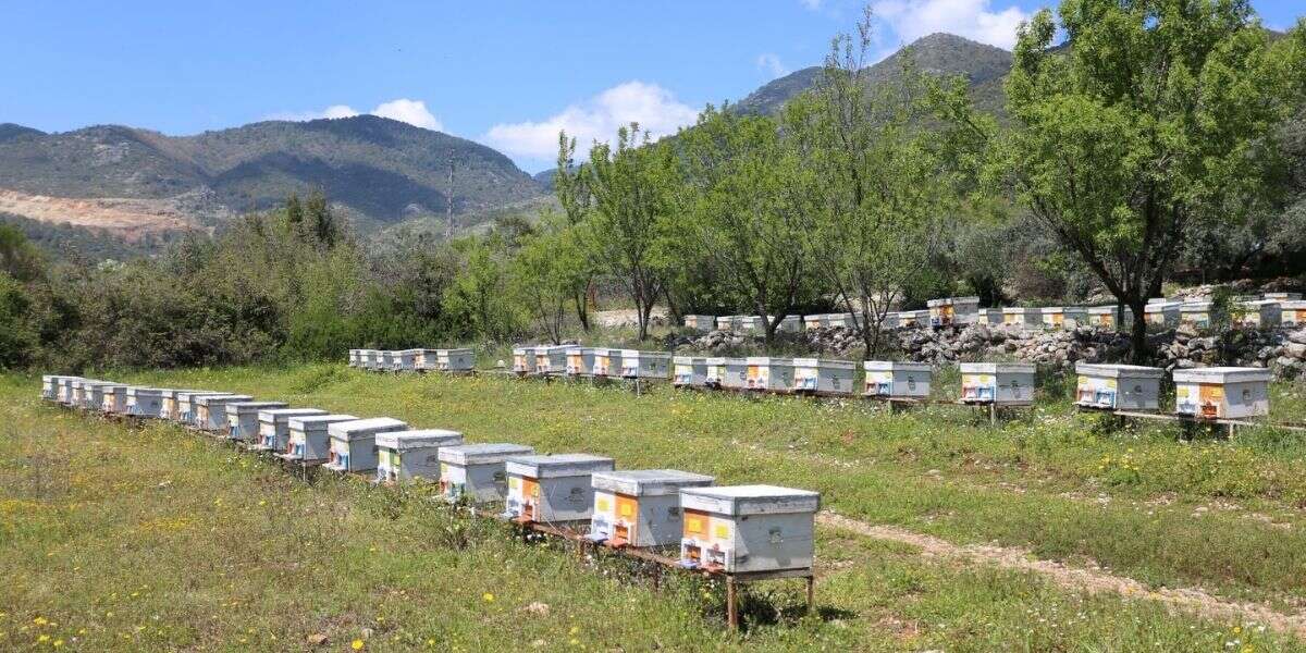 Kırsal Kalkınma Desteklerinde Süre Uzatıldı: Başvu