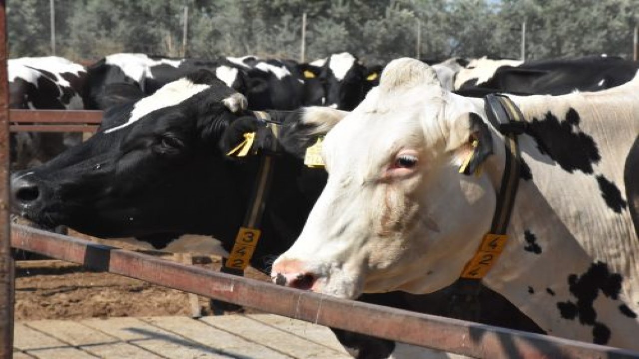 Muğla’da şap aşılama kampanyası başladı