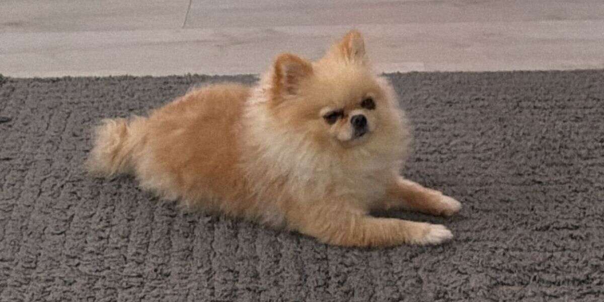 Menteşe'de Kayıp Köpek Gucci Aranıyor
