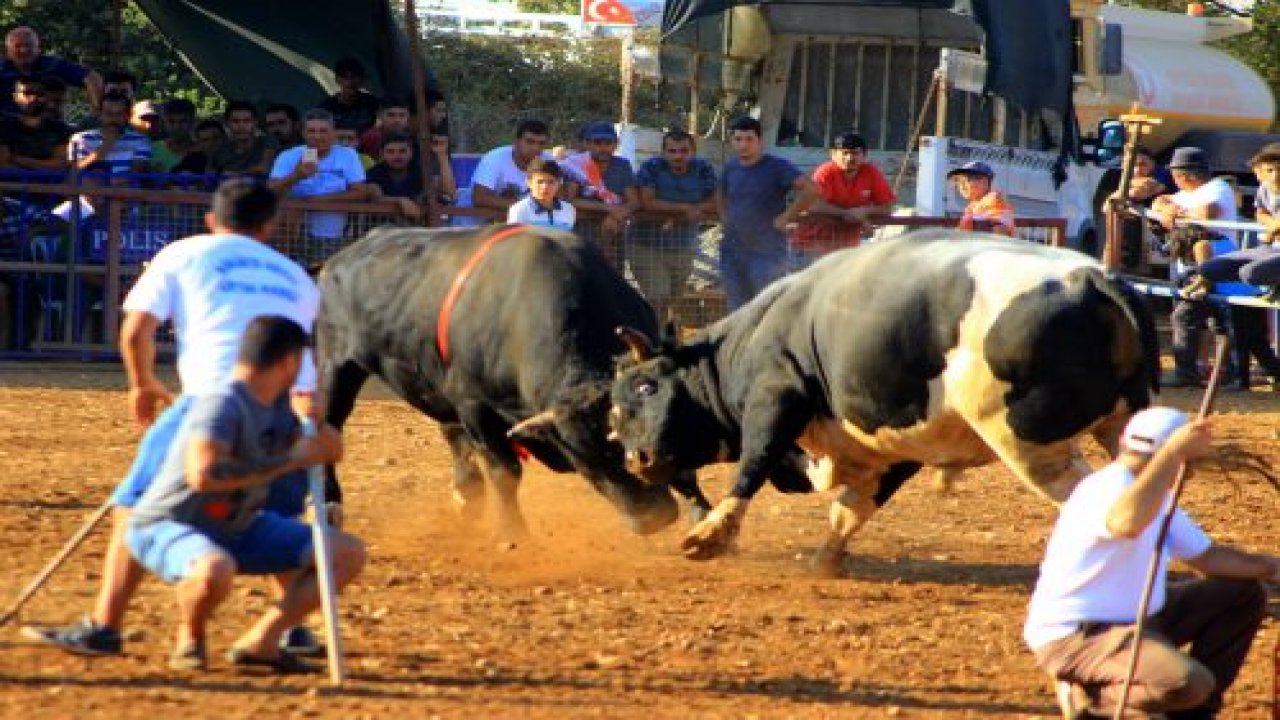 Boğalar cami için arenaya çıktı