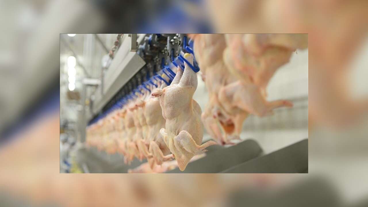 Beyaz Et Sektöründe 13 Şirkete Kayyım Atandı