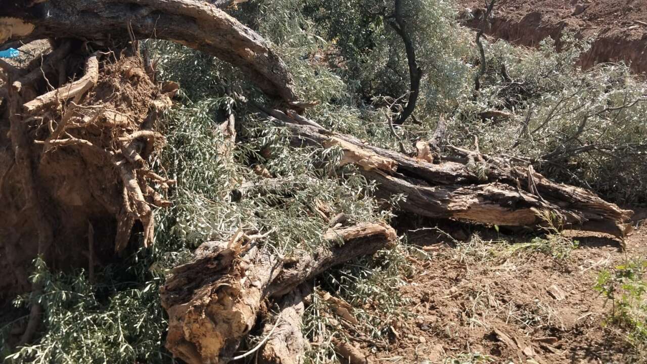 MUSKİ'nin Milas'taki Su Hattı Çalışmasında Asırlık Zeytin Ağaçlarının Zarar Gördüğü İddiası