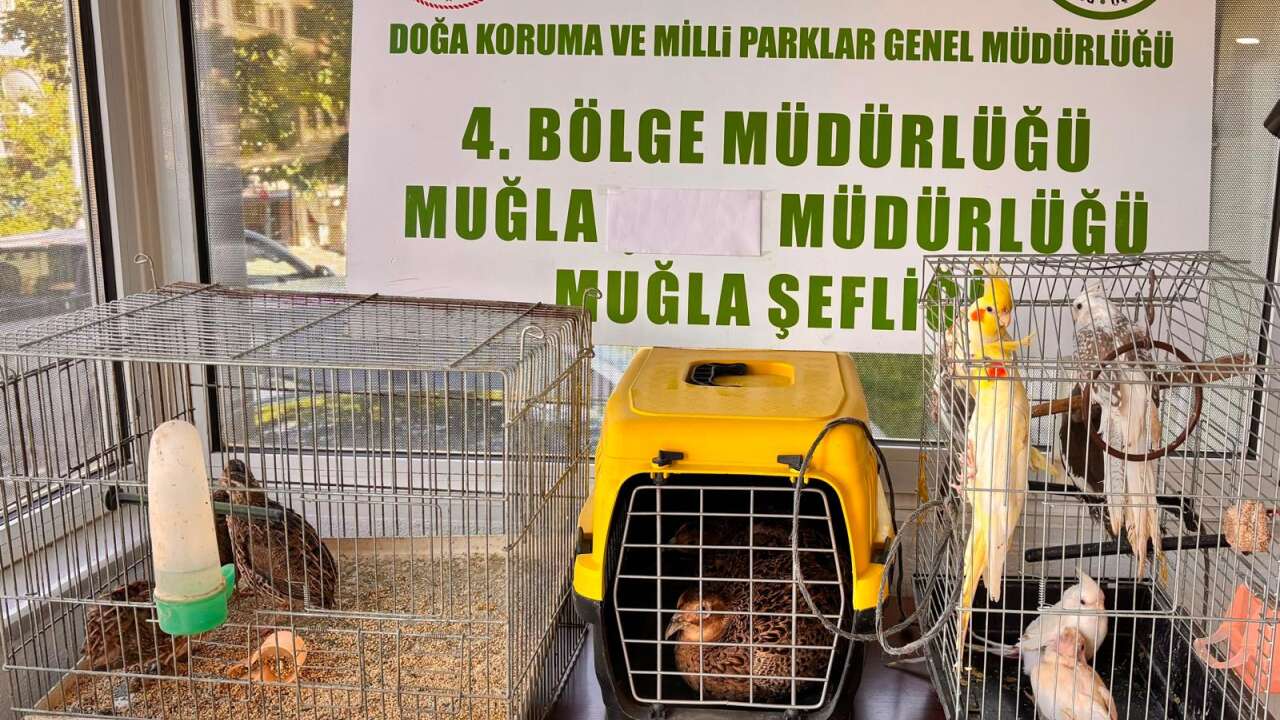 Ula’da İzinsiz Bulundurulan Hayvanlara El Konuldu