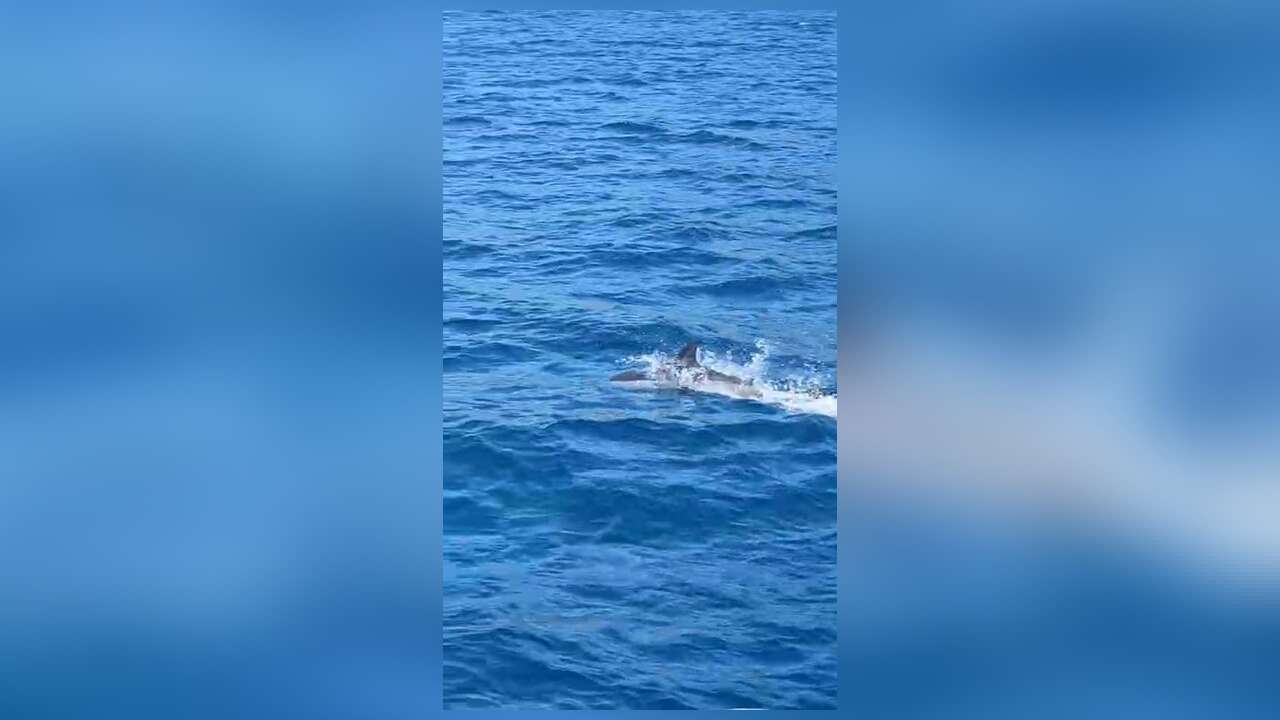 Bodrum’da Yunus Sürprizi: Tekneyle Birlikte Yol Aldı