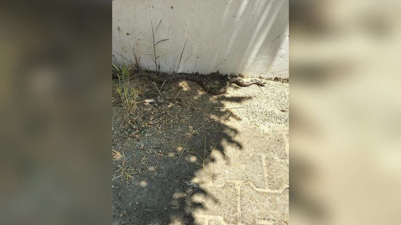 Menteşe’de Zehirli Engerek Okul Bahçesinde Ortaya Çıktı