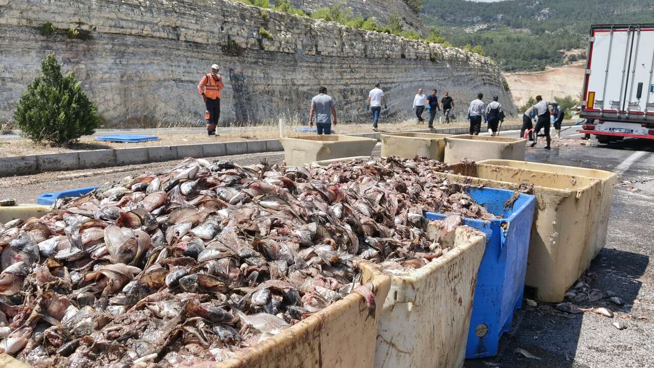 Muğla’ya Sevk Edilen 15 Ton Balık Atığı Karayoluna Saçıldı